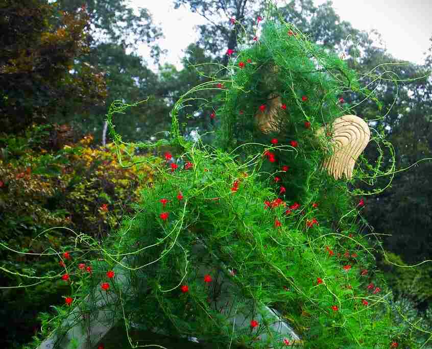 Creeper Plants-morning glory