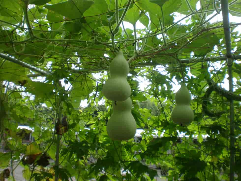 How to Grow Gourd Plant
