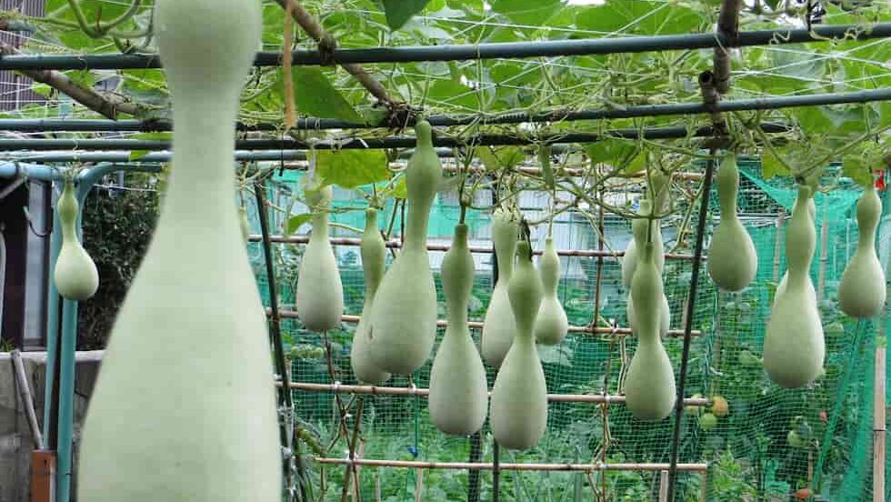 How to Grow Gourd Plant