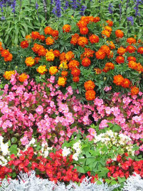 begonias-terrace-garden-plants-idea