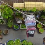 terrace garden plants idea