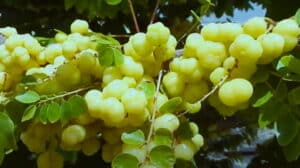 Grosella Fruit (Phyllanthus acidus)