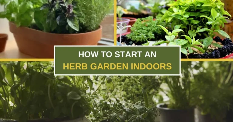 How to Start an Herb Garden Indoors
