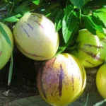 Pepino Melon Plant