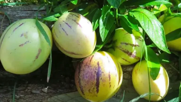 Pepino Melon Plant